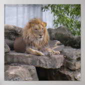 lion1 poster (Voorkant)