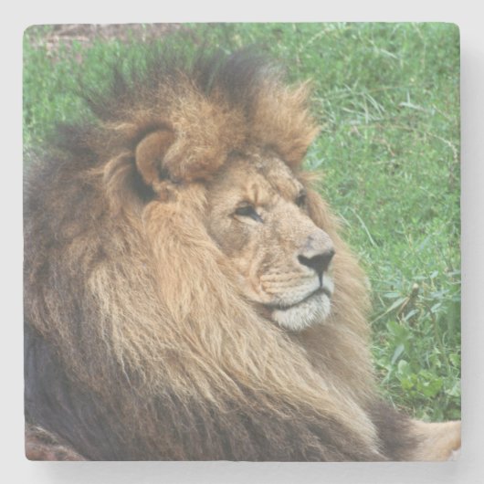 Lion 001 stenen onderzetter (Voorkant)
