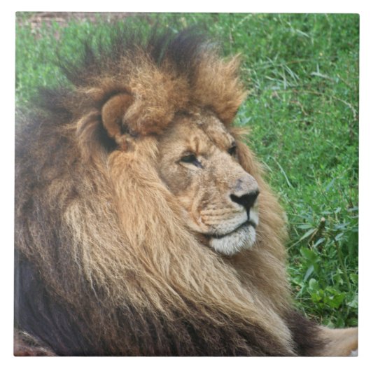 Lion 001 tegeltje (Voorkant)