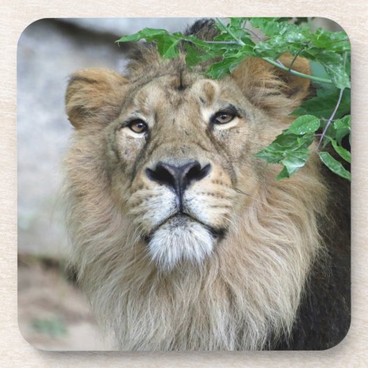 Lion 002 bier onderzetter (Voorkant)