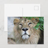 Lion 002 briefkaart (Voorkant / Achterkant)