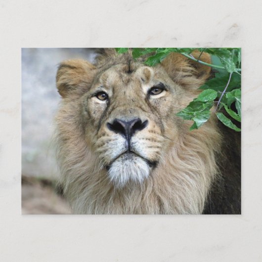 Lion 002 briefkaart (Voorkant)