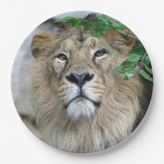 Lion 002 papieren bordje (Voorkant)