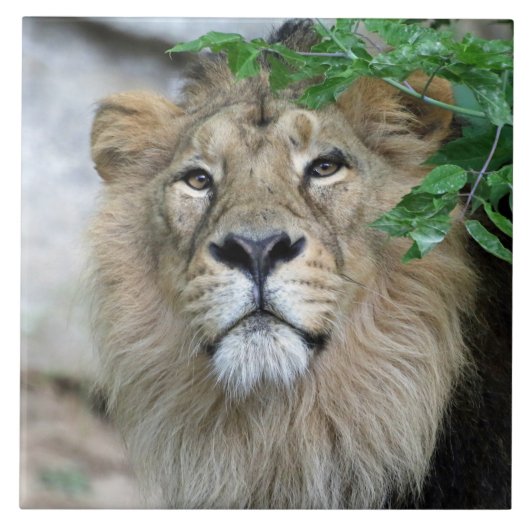 Lion 002 tegeltje (Voorkant)