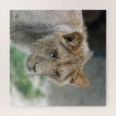 Lion 002 van JAMFoto Legpuzzel (Horizontaal)