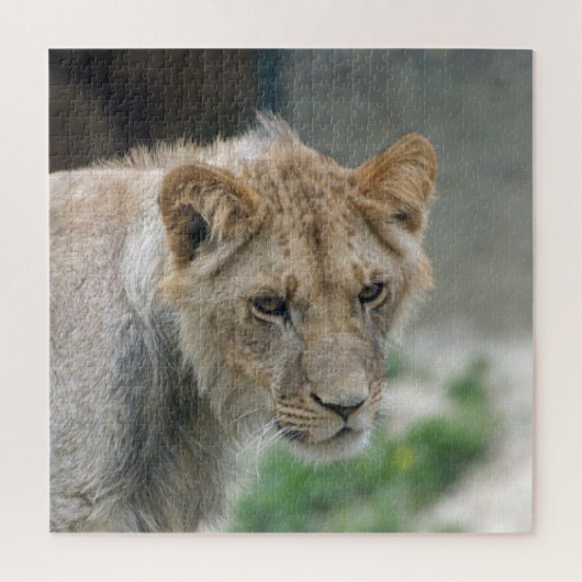 Lion 002 van JAMFoto Legpuzzel (Verticaal)