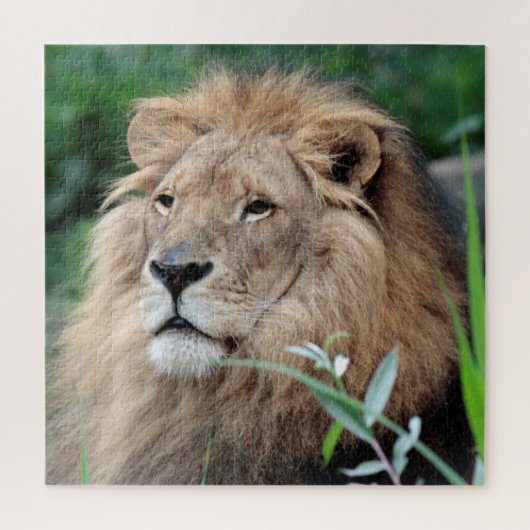 Lion 003 van JAMFoto Legpuzzel (Verticaal)