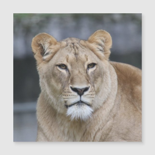Lion 004 (Voorkant)