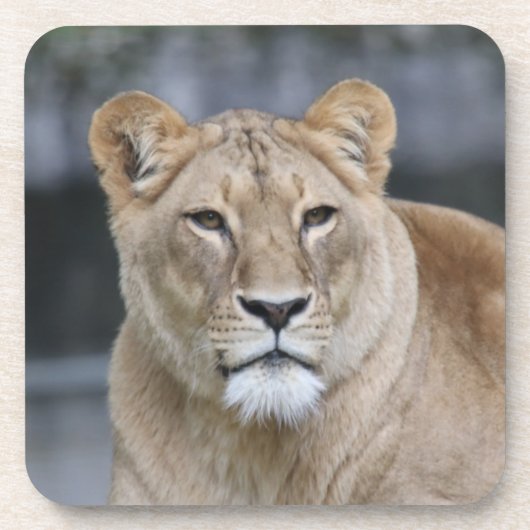 Lion 004 bier onderzetter (Voorkant)