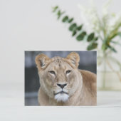 Lion 004 briefkaart (Staand voorkant)