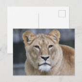 Lion 004 briefkaart (Voorkant / Achterkant)
