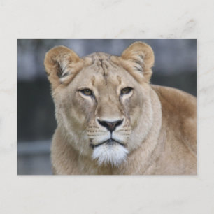 Lion 004 briefkaart