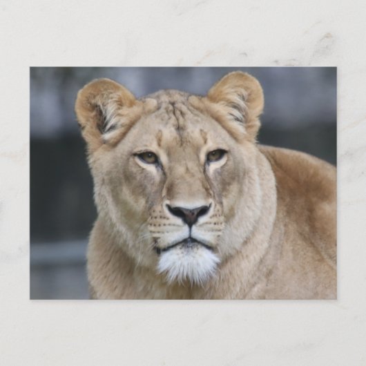 Lion 004 briefkaart (Voorkant)
