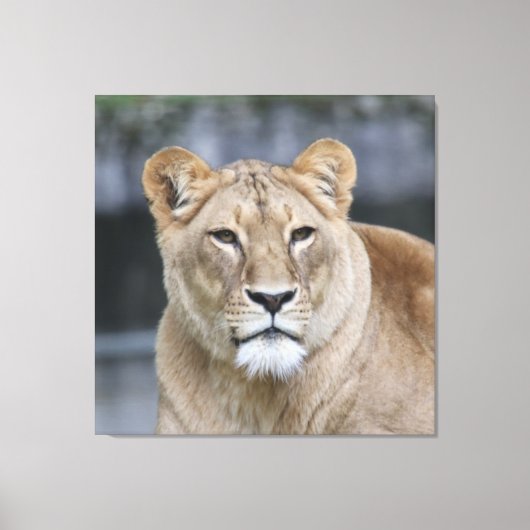 Lion 004 canvas afdruk (Voorkant)