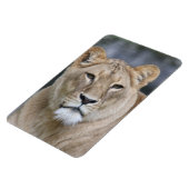 Lion 004 magneet (Linkerzijde)