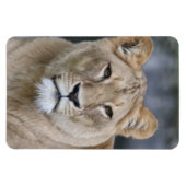 Lion 004 magneet (Horizontaal)