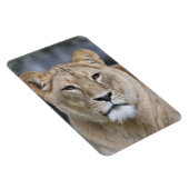 Lion 004 magneet (Rechterzijde)
