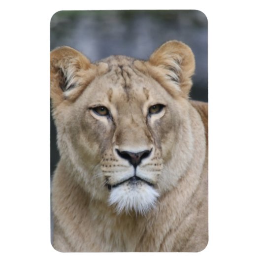 Lion 004 magneet (Verticaal)