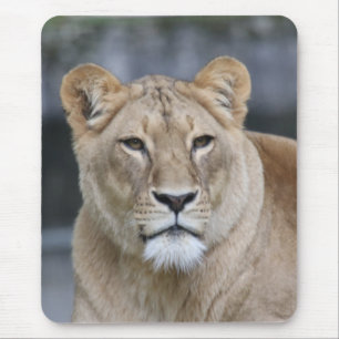 Lion 004 muismat