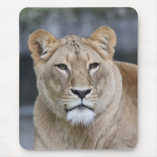 Lion 004 muismat (Voorkant)