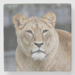 Lion 004 stenen onderzetter