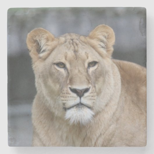 Lion 004 stenen onderzetter (Voorkant)