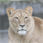 Lion 004 sticker (Voorkant)