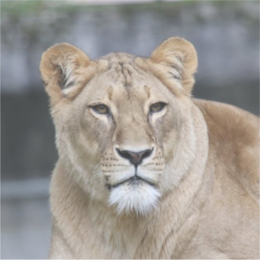 Lion 004 sticker (Voorkant)