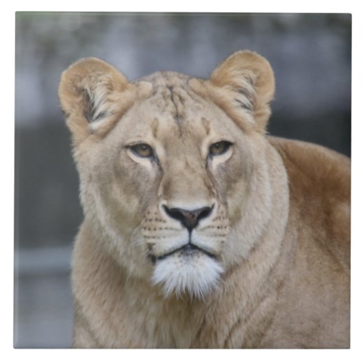 Lion 004 tegeltje (Voorkant)