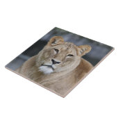 Lion 004 tegeltje (Zijkant)