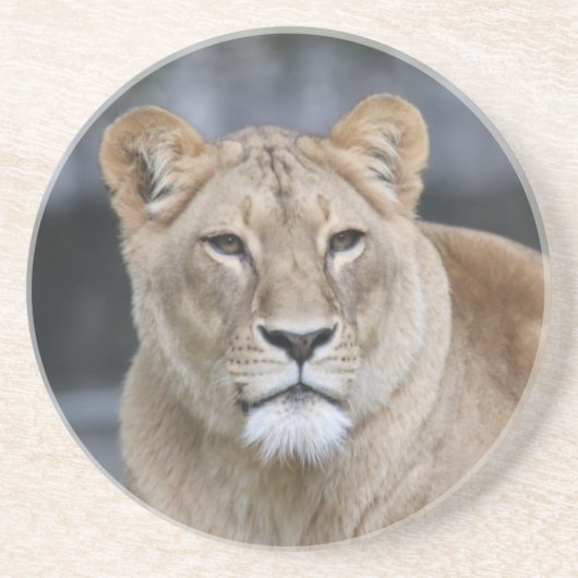 Lion 004 zandsteen onderzetter (Voorkant)