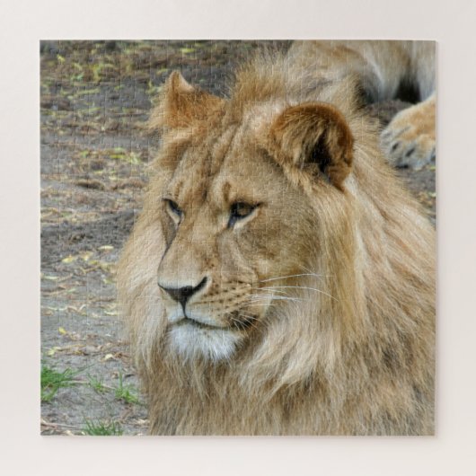 Lion 005 van JAMFoto Legpuzzel (Verticaal)