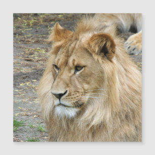 Lion 011