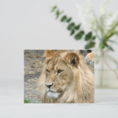 Lion 011 briefkaart (Staand voorkant)