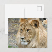 Lion 011 briefkaart (Voorkant / Achterkant)