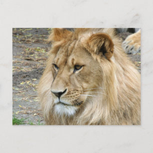 Lion 011 briefkaart