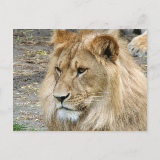 Lion 011 briefkaart (Voorkant)