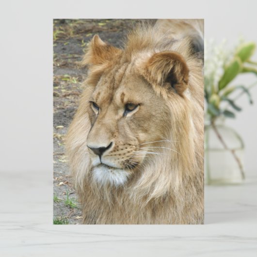 Lion 011 feestdagenkaart (Staand voorkant)