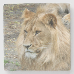 Lion 011 stenen onderzetter