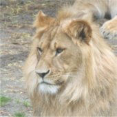 Lion 011 sticker (Voorkant)