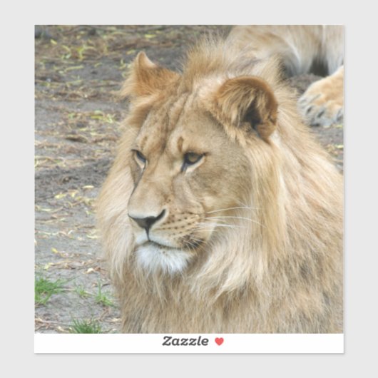 Lion 011 sticker (Vel)