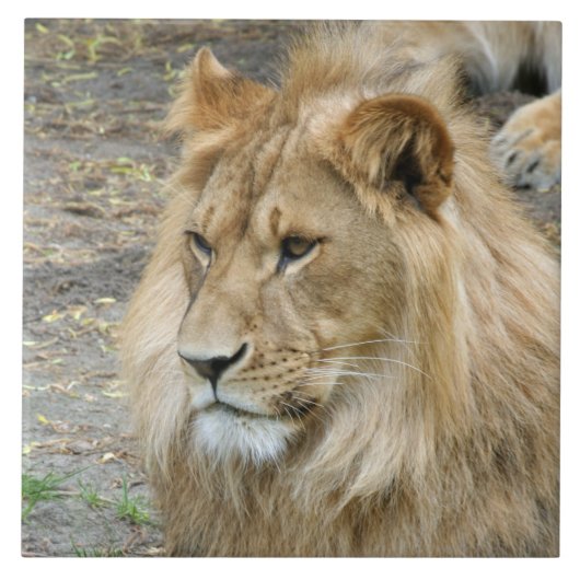 Lion 011 tegeltje (Voorkant)