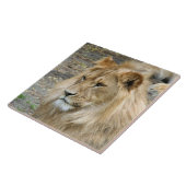 Lion 011 tegeltje (Zijkant)