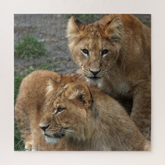 Lion 011 van JAMFoto Legpuzzel (Verticaal)