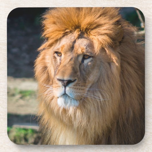 Lion 013 bier onderzetter (Voorkant)