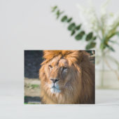 Lion 013 briefkaart (Staand voorkant)