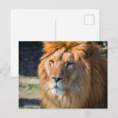 Lion 013 briefkaart (Voorkant / Achterkant)