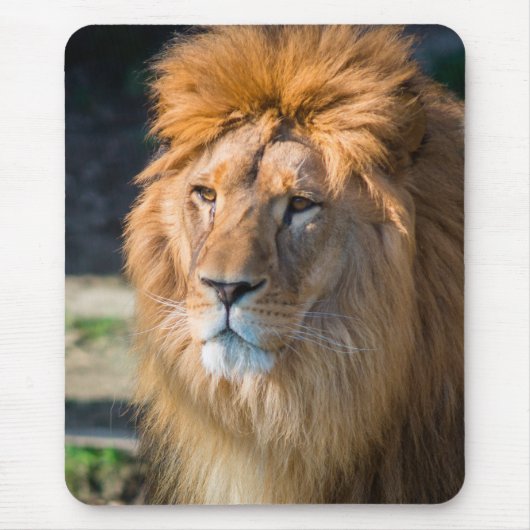 Lion 013 muismat (Voorkant)