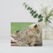 Lion 014 briefkaart (Staand voorkant)