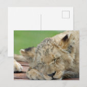 Lion 014 briefkaart (Voorkant / Achterkant)